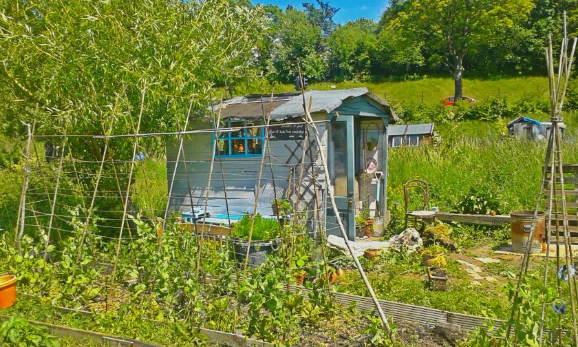 allotment shed